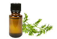 Carrot Seed Essential Oil