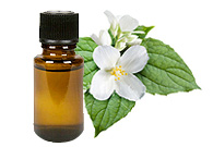 Jasmine Sambac Absolute Oil