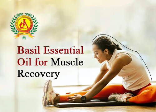 Basil Essential Oil for Muscle Recovery 
