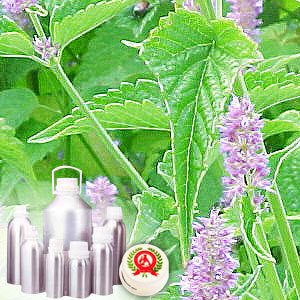 Anise Oil