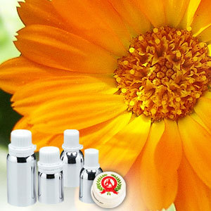 Calendula Absulute Oil