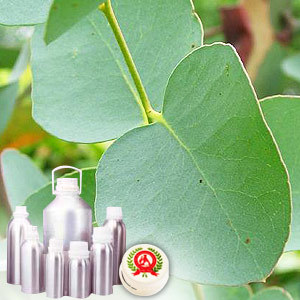 Eucalyptus Globulus oil - Certified Organic