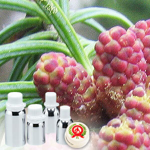 Fir Balsam Absolute Oil