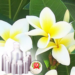 Frangipani Oil