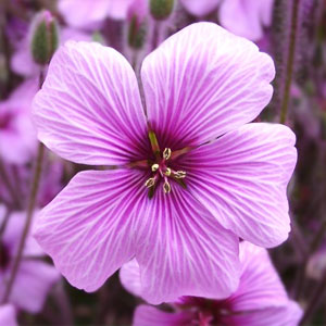 Geranium Oil