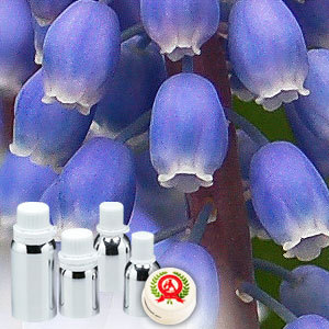 Hyacinth Absolute Oil