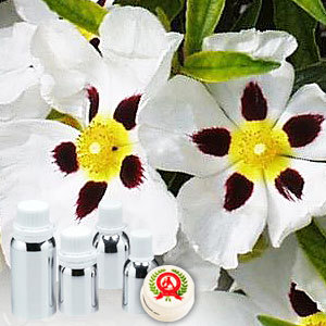 Labdanum Absolute Oil (Rock Rose)