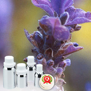 Lavender Absolute Oil