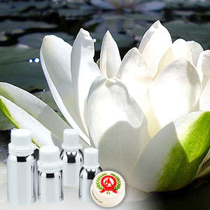 Lotus White Absolute Oil