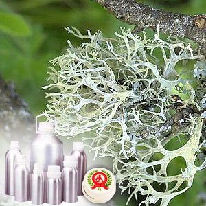 Oakmoss Absolute Essential Oil (Evernia Prunastri). 100% Pure and natural.