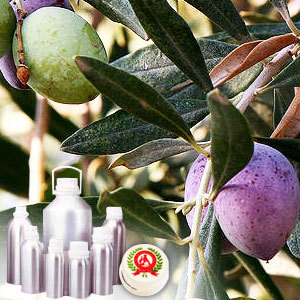 Olive Carrier Oil