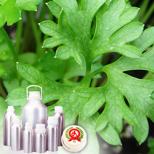 Parsley Seed Oils