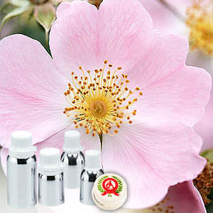 Rose Absolute Oil