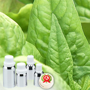 Spinach Leaf Absolute Oil