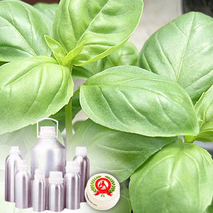 Sweet basil Oil