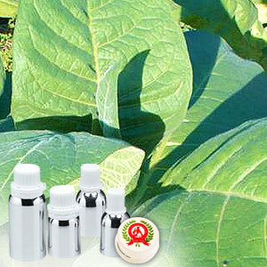 Tobacco Absolute Oil