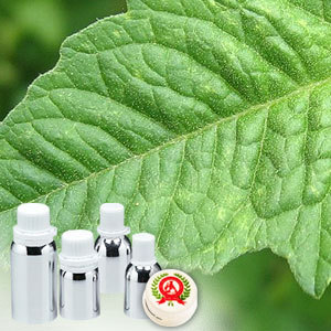 Tomato Leaf Absolute Oil