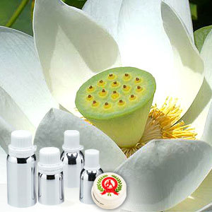 White Lotus Absolute Oil